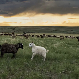 国产毛片导航网
