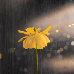 种公猪配美女图片大全大图
